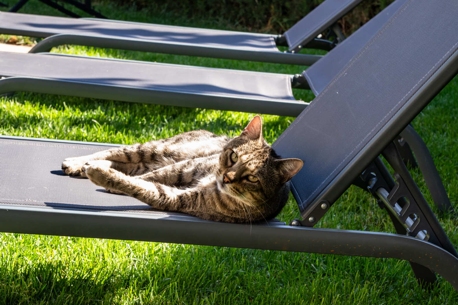 Gatet de companyia - Mas prat